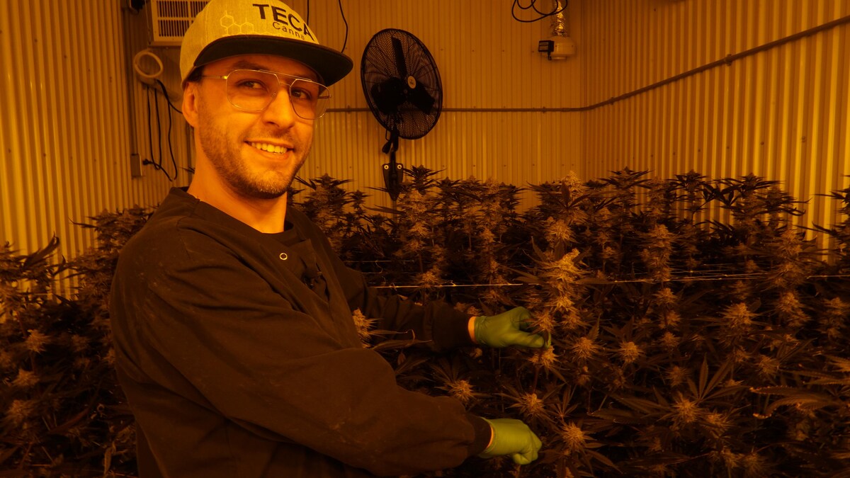 Un homme coupe un plan de cannabis dans une usine.