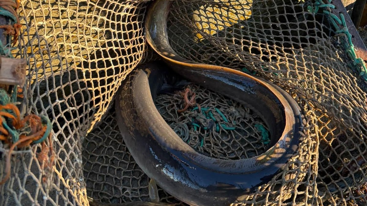 Une bonne saison de pêche à l’anguille dans le Kamouraska