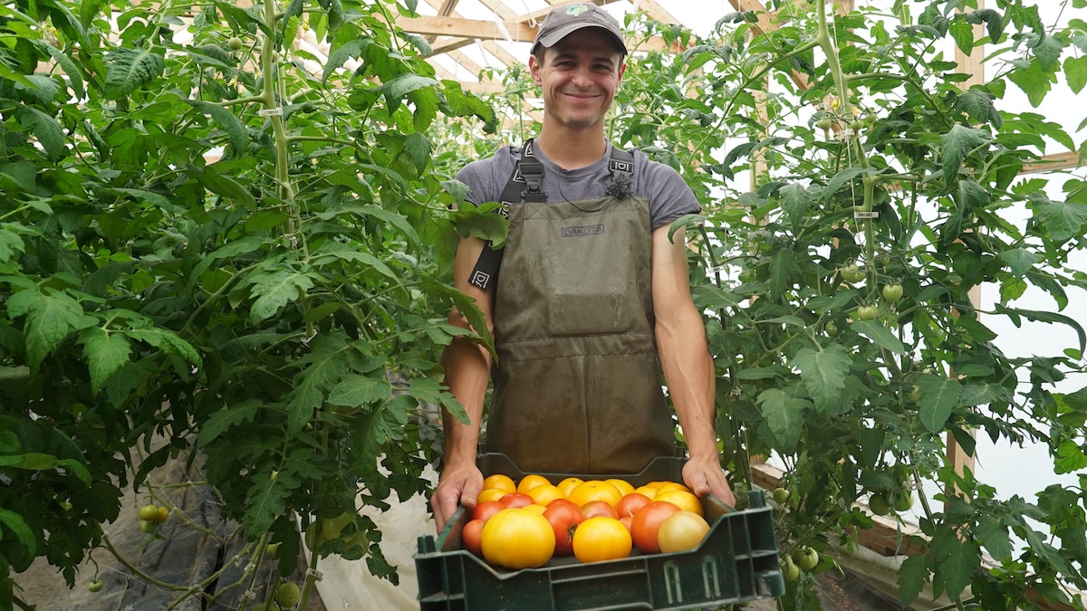 Un jeune homme se tient debout dans une serre avec un bac remplit de tomates.