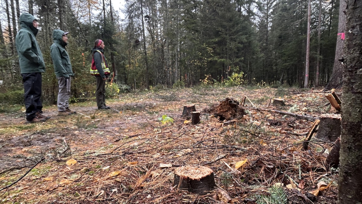 Des milliers d’arbres à abattre au Parc national du Lac-Témiscouata