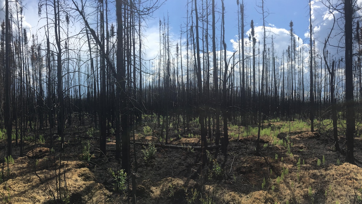 Vue de la forêt boréale à Fort McMurray en juillet 2016, deux mois après le feu de forêt. On voit des arbres calcinés et de la verdure qui repousse, par terre.