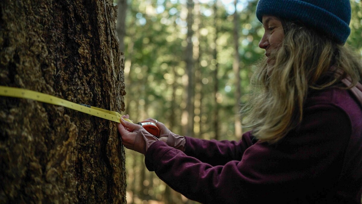 Une femme mesure la circonférence d'un arbre géant à l'aide d'un ruban à mesurer. 