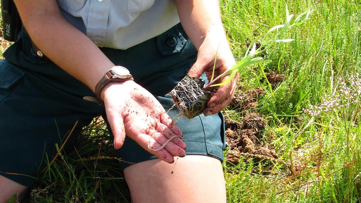 Une femme à genoux, portant un uniforme de Parcs Canada, tient dans ses mains une petite plante qui va être plantée dans le parc national.