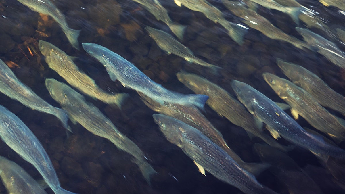 Le retour du bar rayé dans le fleuve raconté par Gilles Ouellette