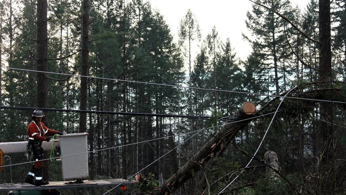 Un ouvrier, dans une nacelle, s'approche d'un tronc d'arbre tombé sur un câble électrique.