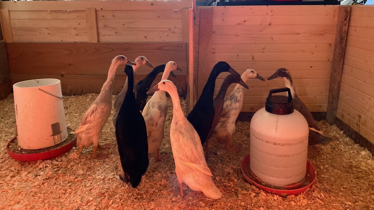 Des canards de forme plus allongée sont attroupés autour du distributeur d'eau.