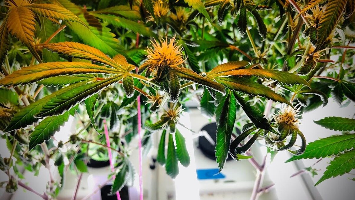 plantes de cannabis