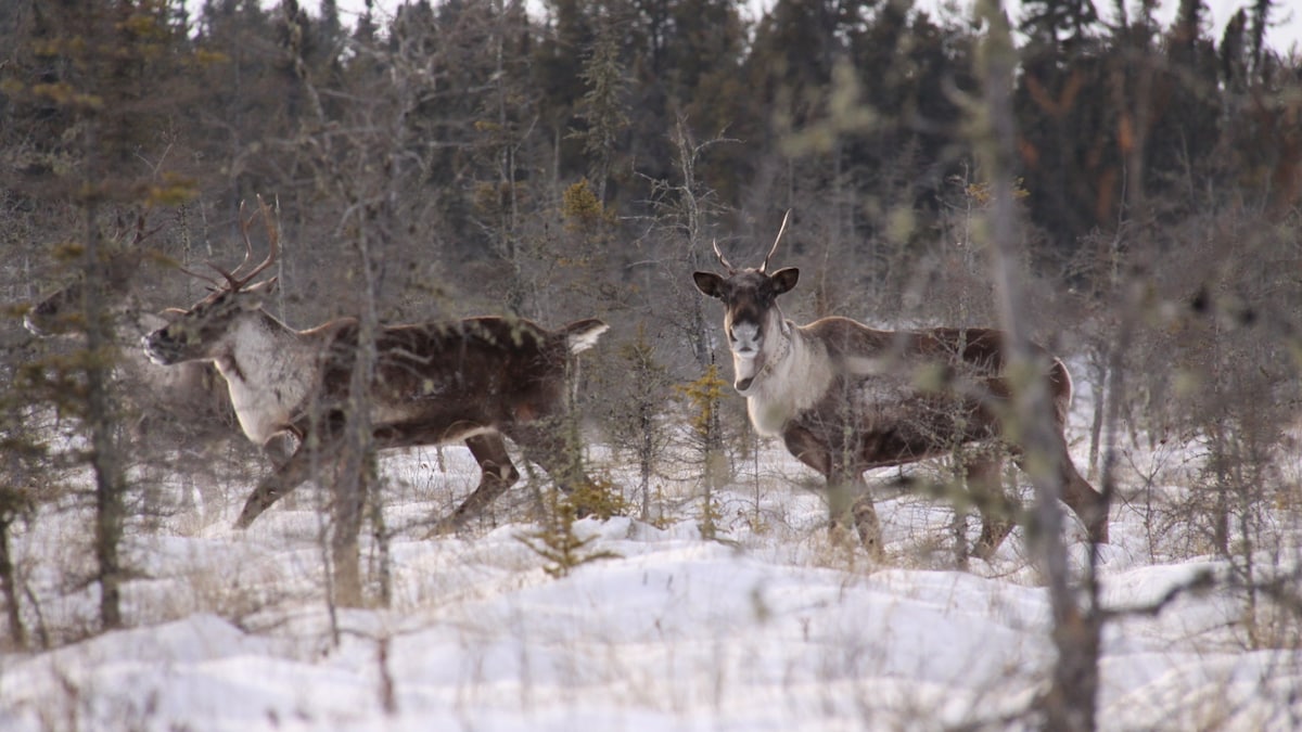 Trois caribous en forêt boréale.