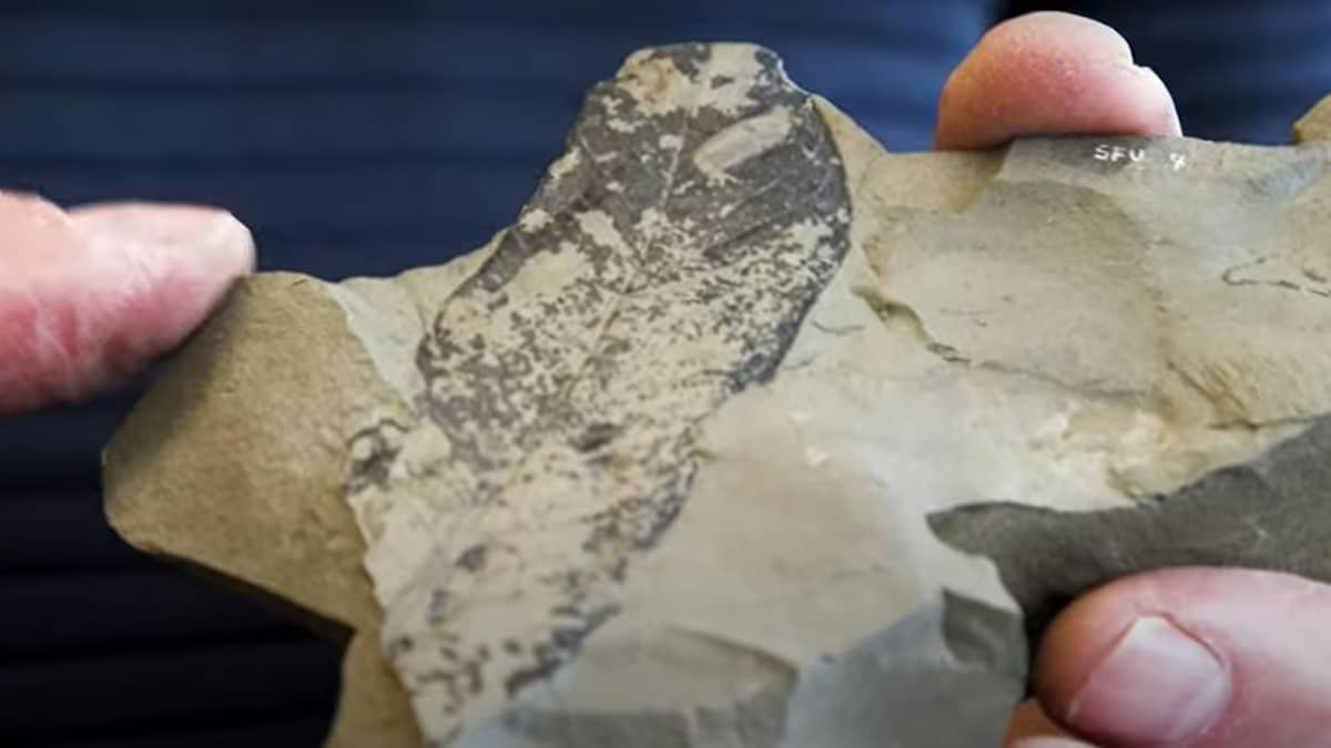 Un chercheur tient un fossile sur une photo non datée.