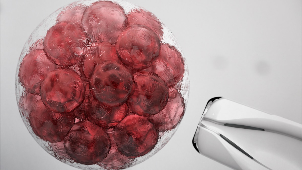 Image de cellules souches embryonnaires.