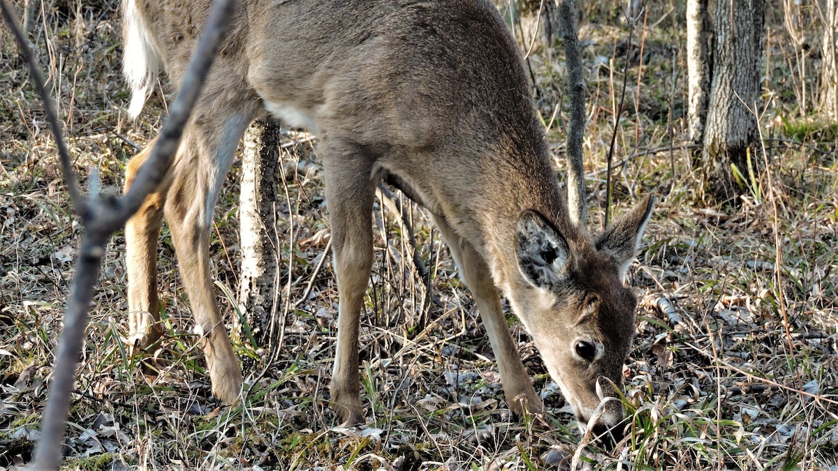 Trois cerfs broutant