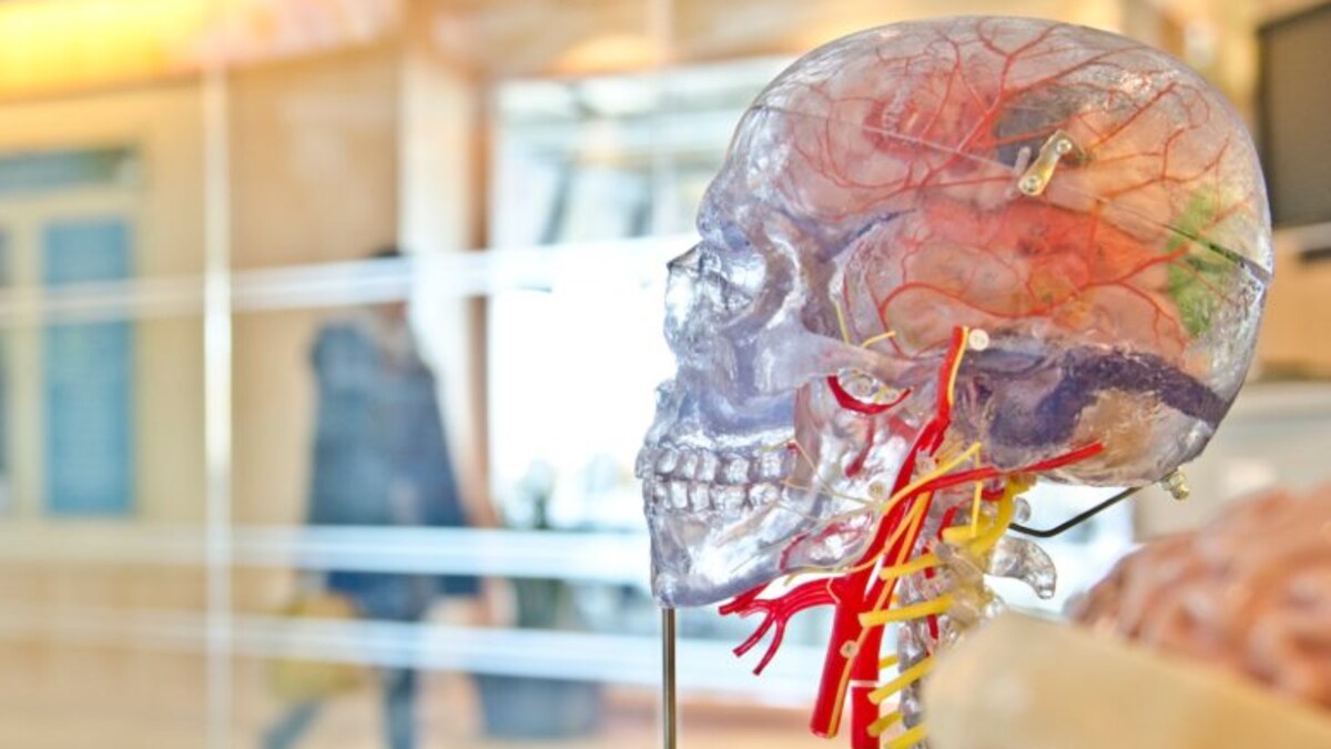 Un faux crâne au travers duquel on voit un cerveau et des vaisseaux sanguins