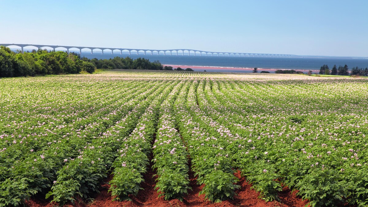 Un champ de pommes de terre à l'Île-du-Prince-Édouard et le pont de la Confédération à l'horizon.