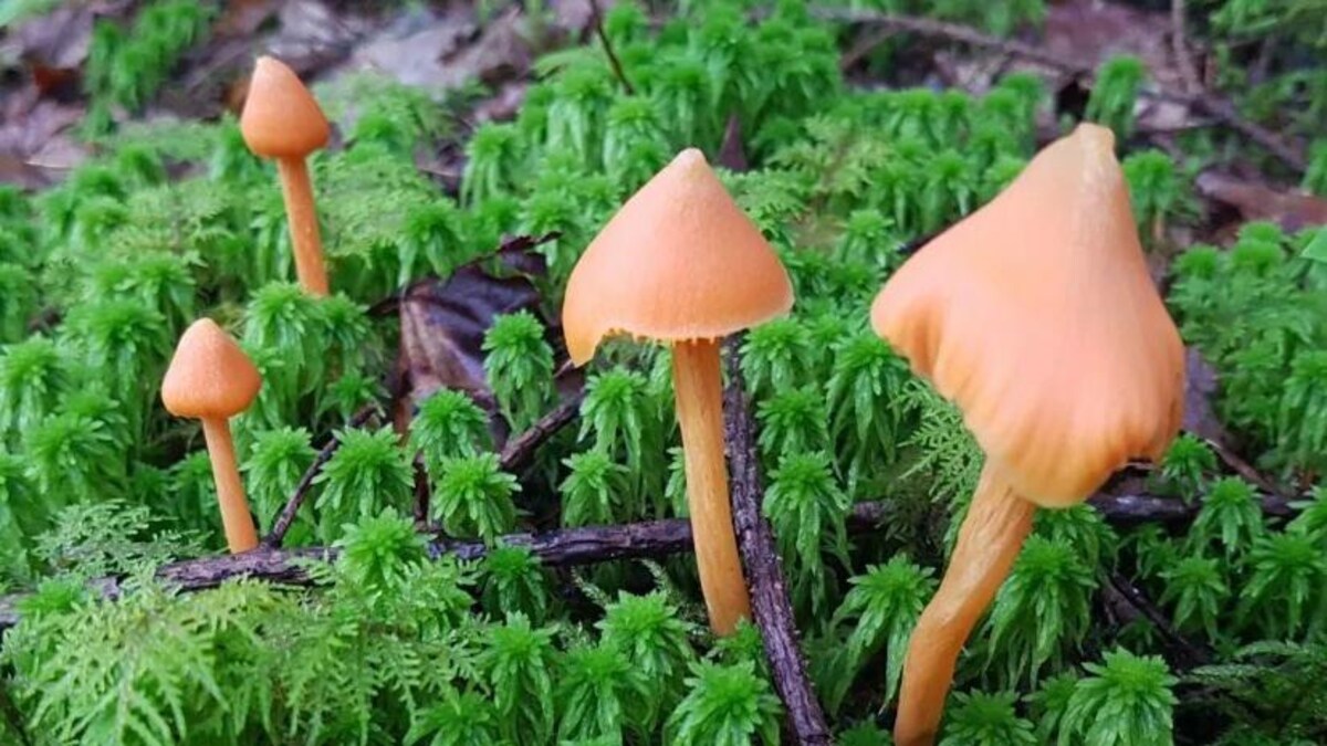 Quatre champignons beiges au milieu d'une végétation verte.