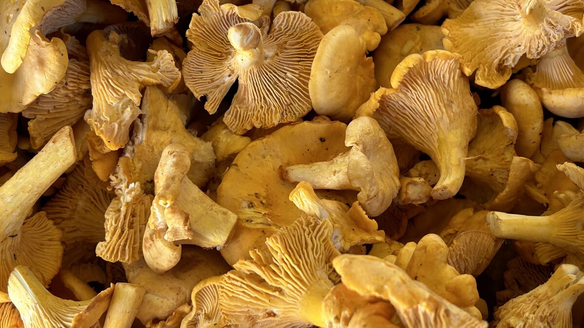 Premier rassemblement provincial de mycologie en Gaspésie