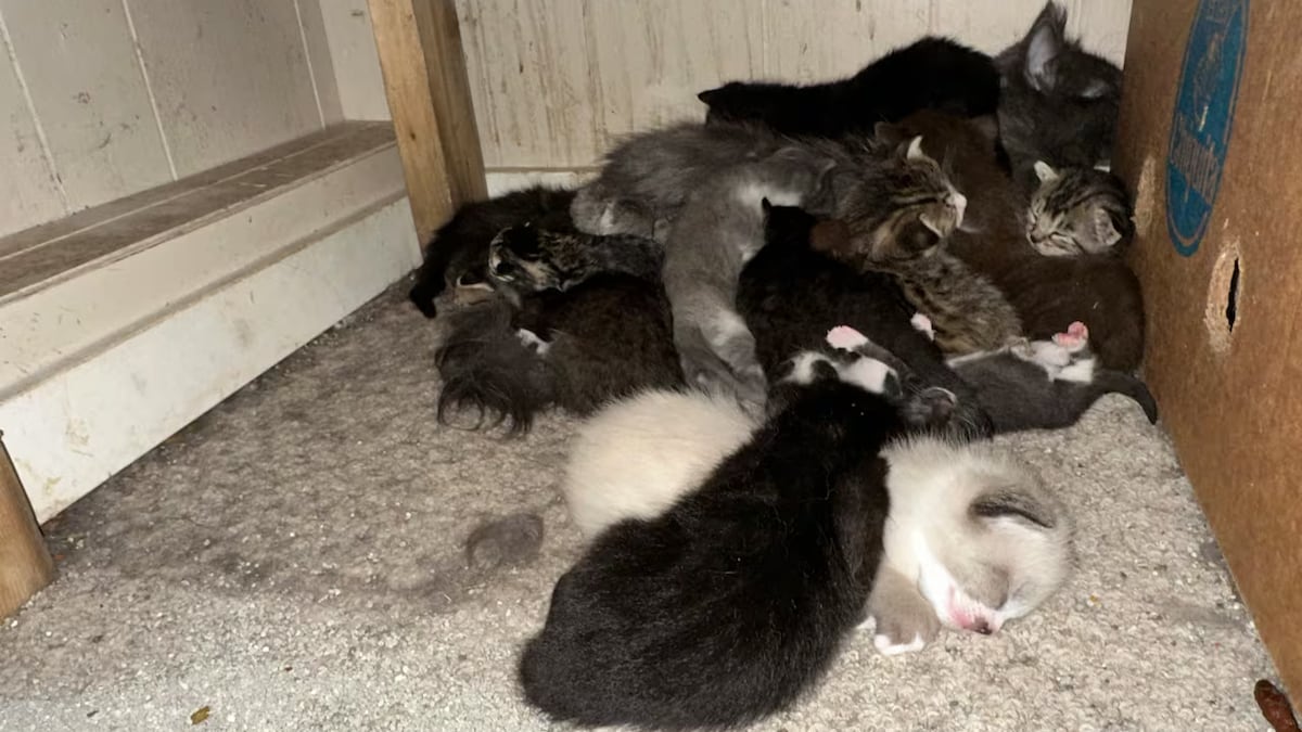 Plusieurs chats endormis lovés les uns contre les autres dans une maison à Houston, en Colombie-Britannique.