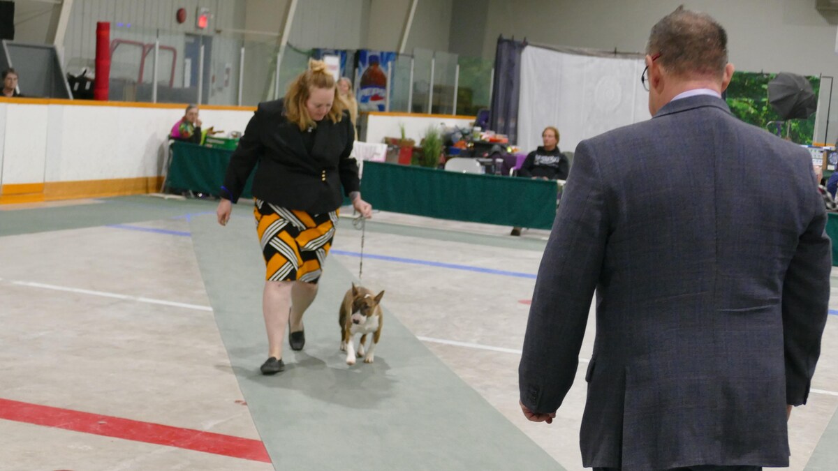 Une femme marche avec son chien en direction d'un juge.