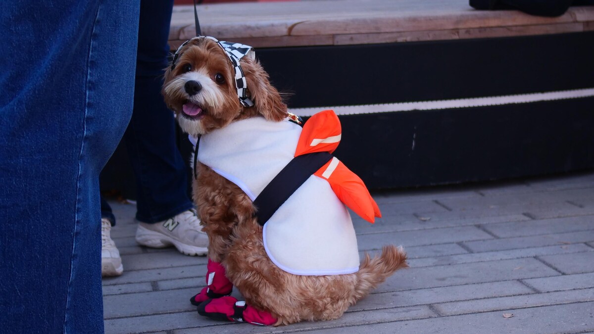 Costumez vos animaux pour l’Halloween à la Municipalité de Sayabec