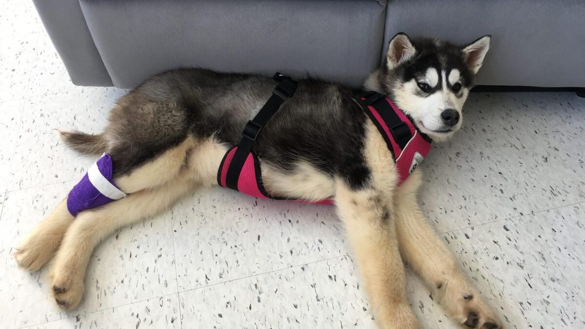 Un chien type husky couché sur le sol.