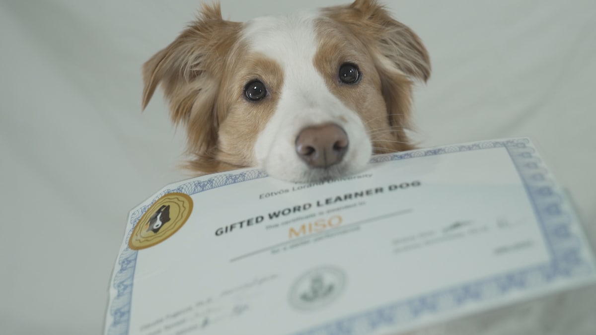 Un chien tient un certificat dans sa gueule. 
