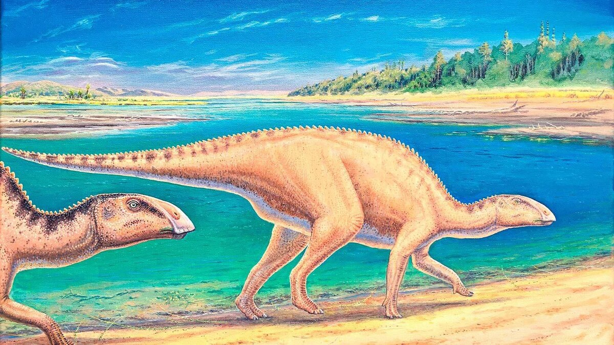 Gonkoken nanoi (Illustration artistique).
