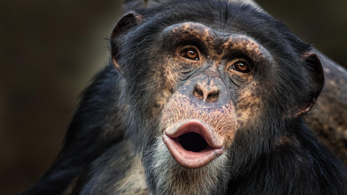 Un chimpanzé commun.