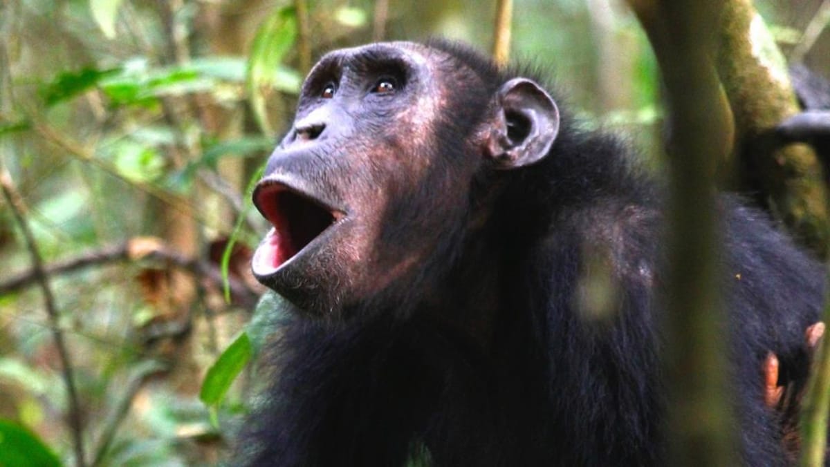 Une femelle chimpanzé et son bébé.