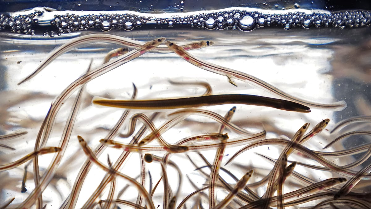 Une marée d’anguilles dans les cours d’eau du Québec