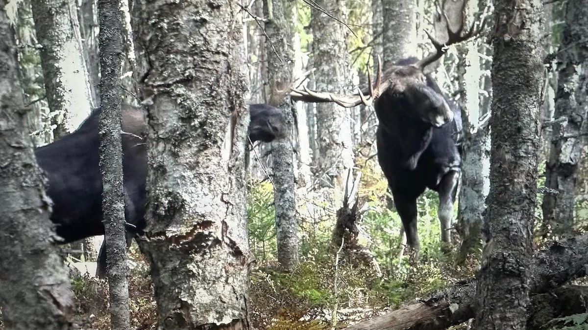 Une Néo-Brunswickoise établit un nouveau record de chasse à l’orignal à l’arc 2 Combat d'orignaux