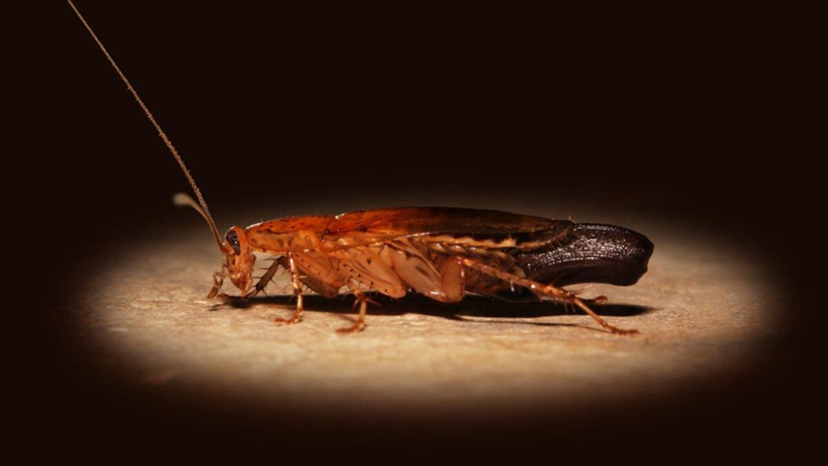 L'insecte est au centre d'un rayon de lumière qui met en évidence ses couleurs orangée et brune.