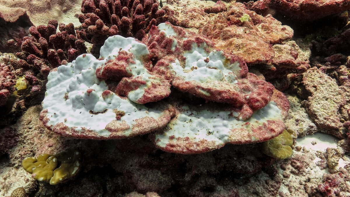 Des coraux en détresse à Kiritimati. 