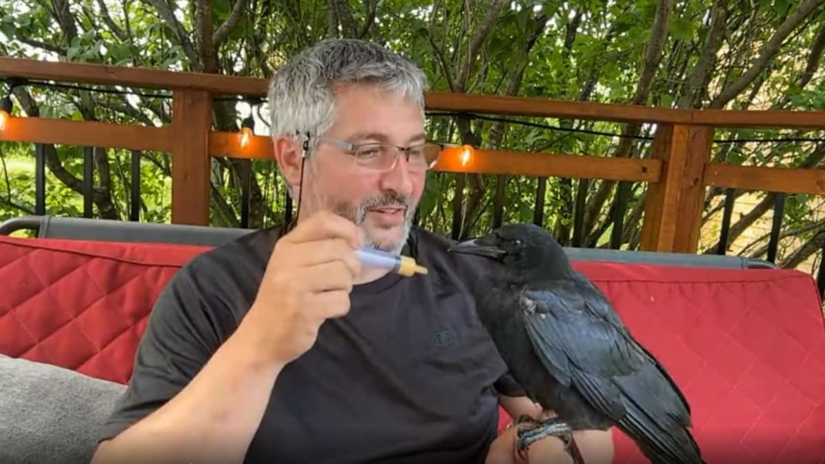 Sauvetage d’une corneille par un citoyen de Saint-Léandre