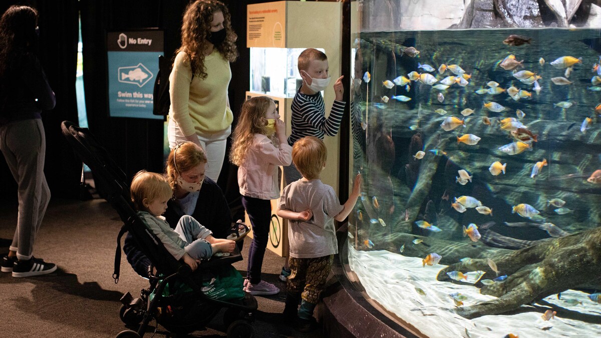 Une famille portant des masques observe des poissons dans un aquarium.