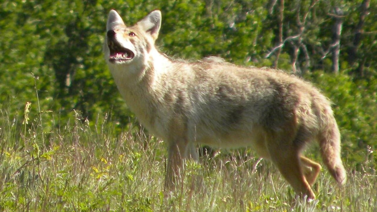 Un coyote dans la forêt.