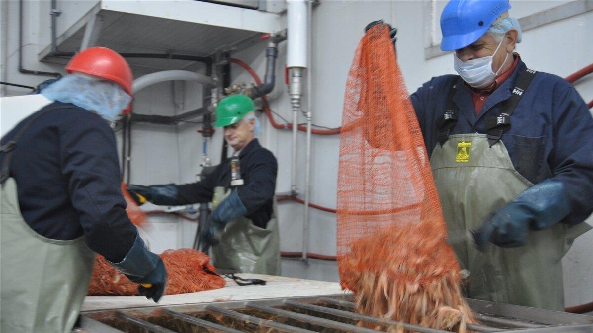 Trois personnes vident des sacs de crevettes sur un plan de travail à l'usine des Pêcheries Marinard à Rivière-au-Renard en Gaspésie.