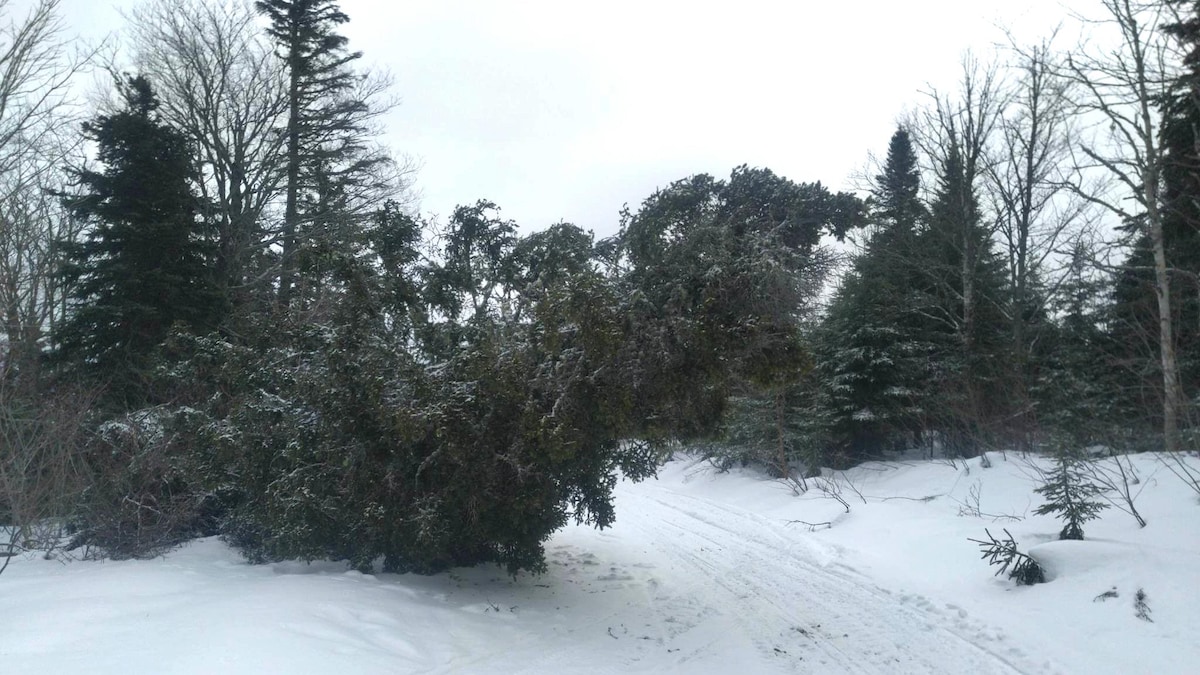 Un grand arbre est tombé en travers d'une piste de ski de fond.