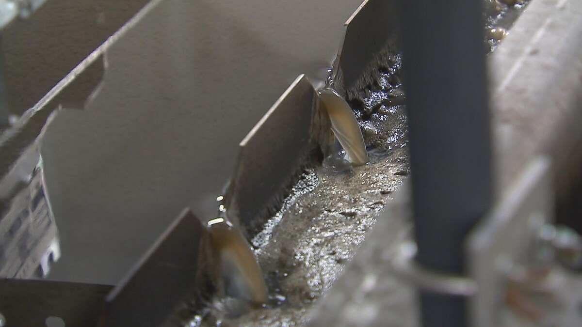 Des eaux usées analysées dans un laboratoire de l'Université Laval