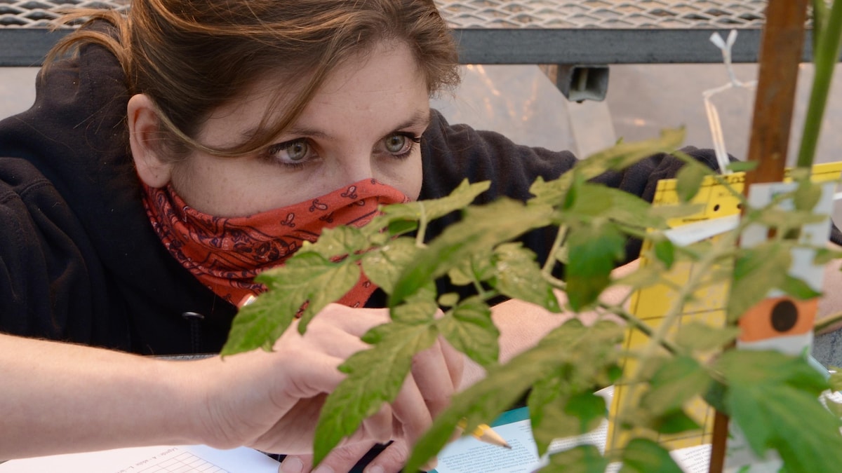 Une femme avec un couvre-visage étudie un plant.