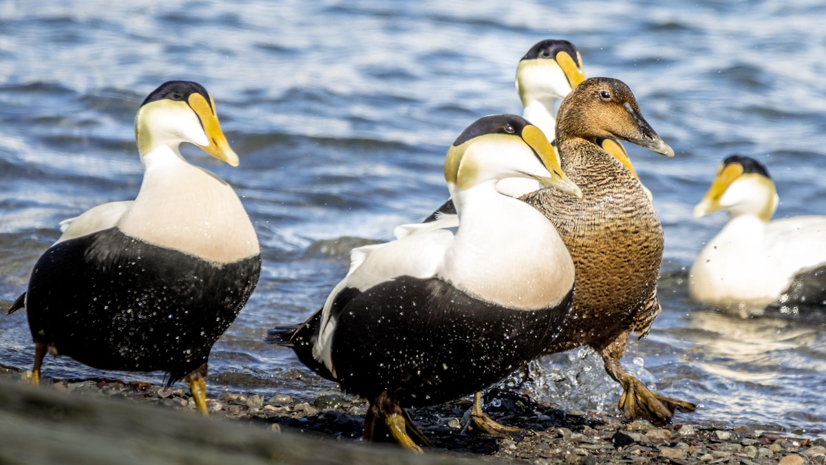 Une femelle eider à duvet entourée de mâles eider qui la courtisent sur la berge de l'île aux Pommes.