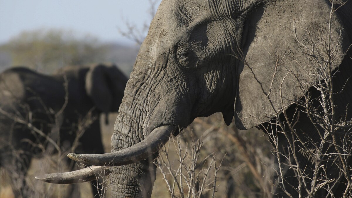 Un éléphant  en Afrique du Sud