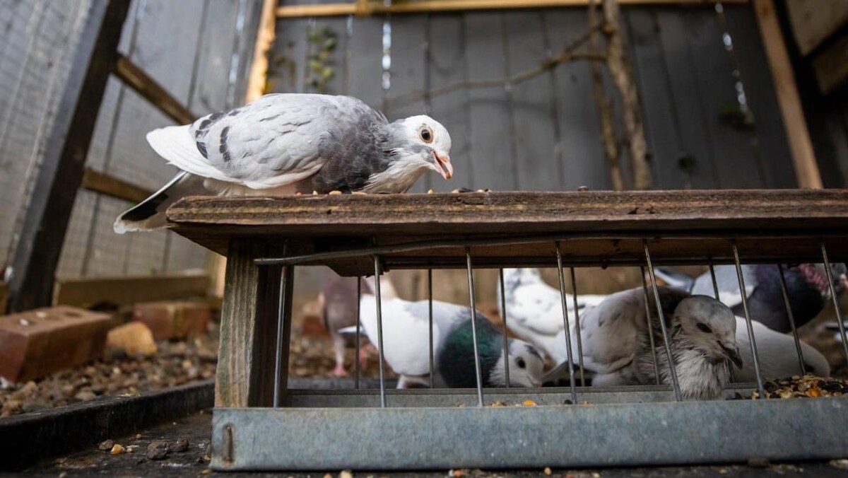 Des pigeons dans une petite cage, dans une cour arrière.