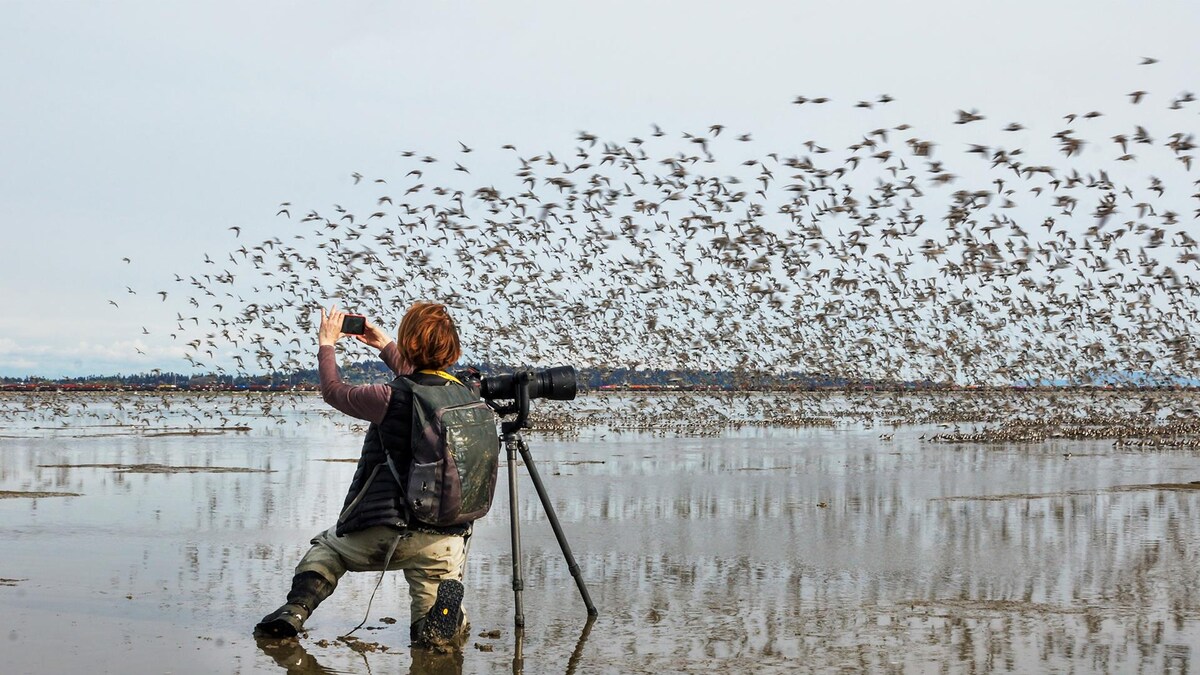 La photographe Isabelle Groc prend une photo d'oiseaux qui s'envolent.