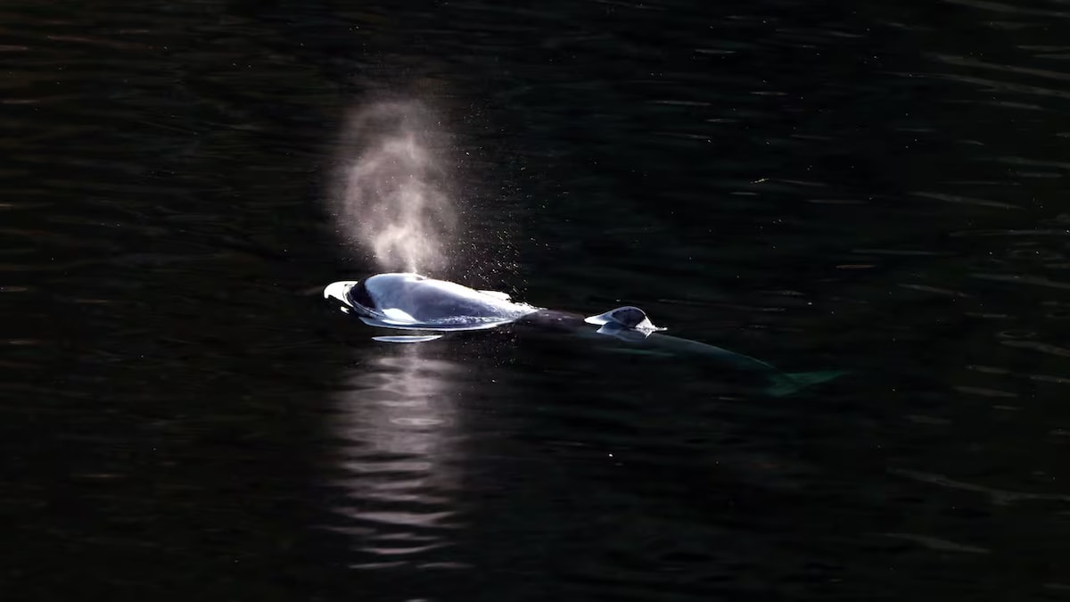 Une orque à la surface de l'eau.