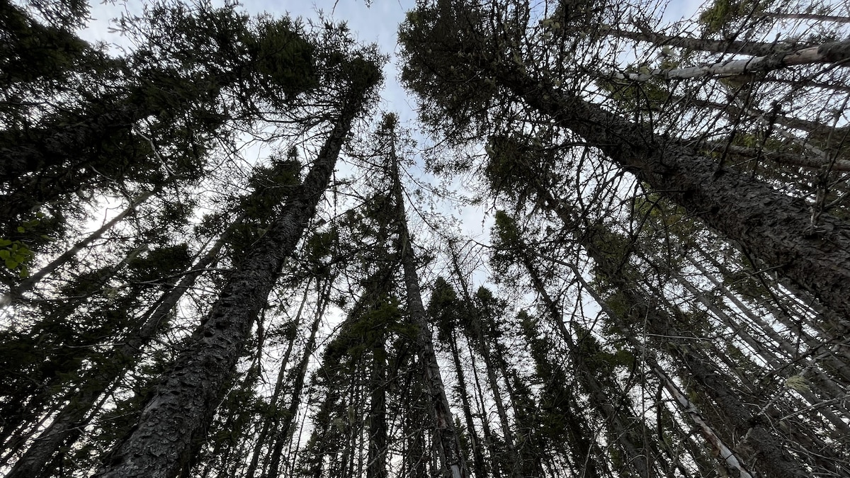 Une forêt d'épinettes noires ravagée.