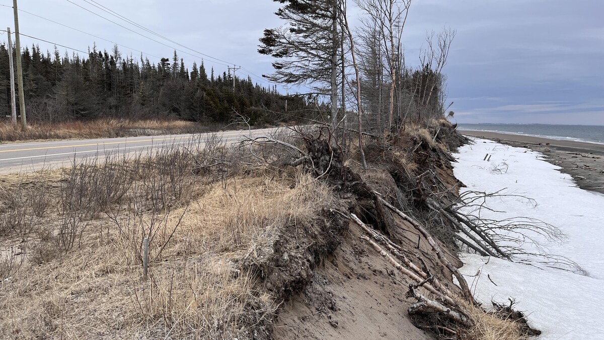 Des arbres déracinés sur le bord de la route tombent sur la plage. 