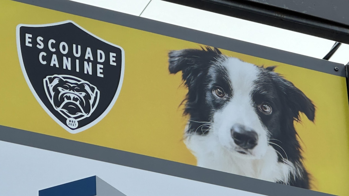Un logo en forme de médaille avec l'image d'un chien sur un fond jaune.