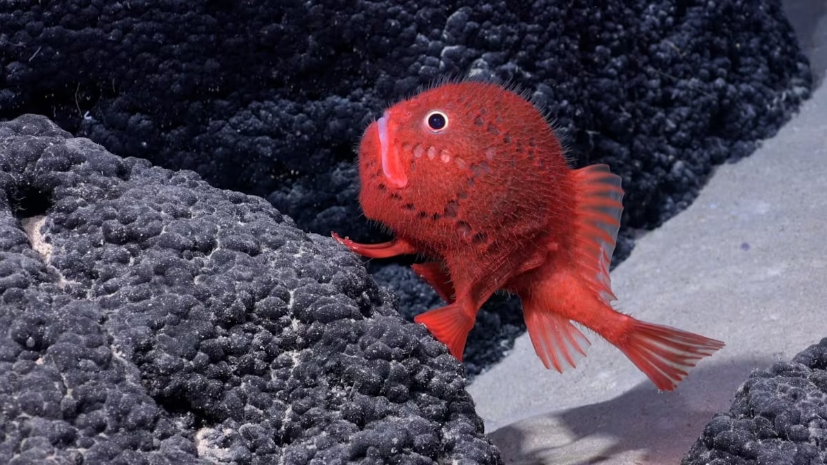 Une possible nouvelle espèce de poissons du genre chaunacops.
