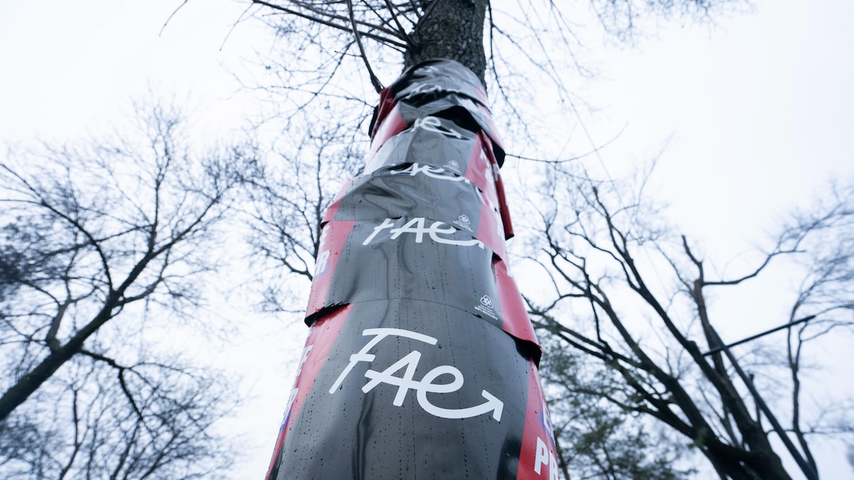 Un arbre autour duquel un ruban aux couleurs de la FAE a été enroulé.