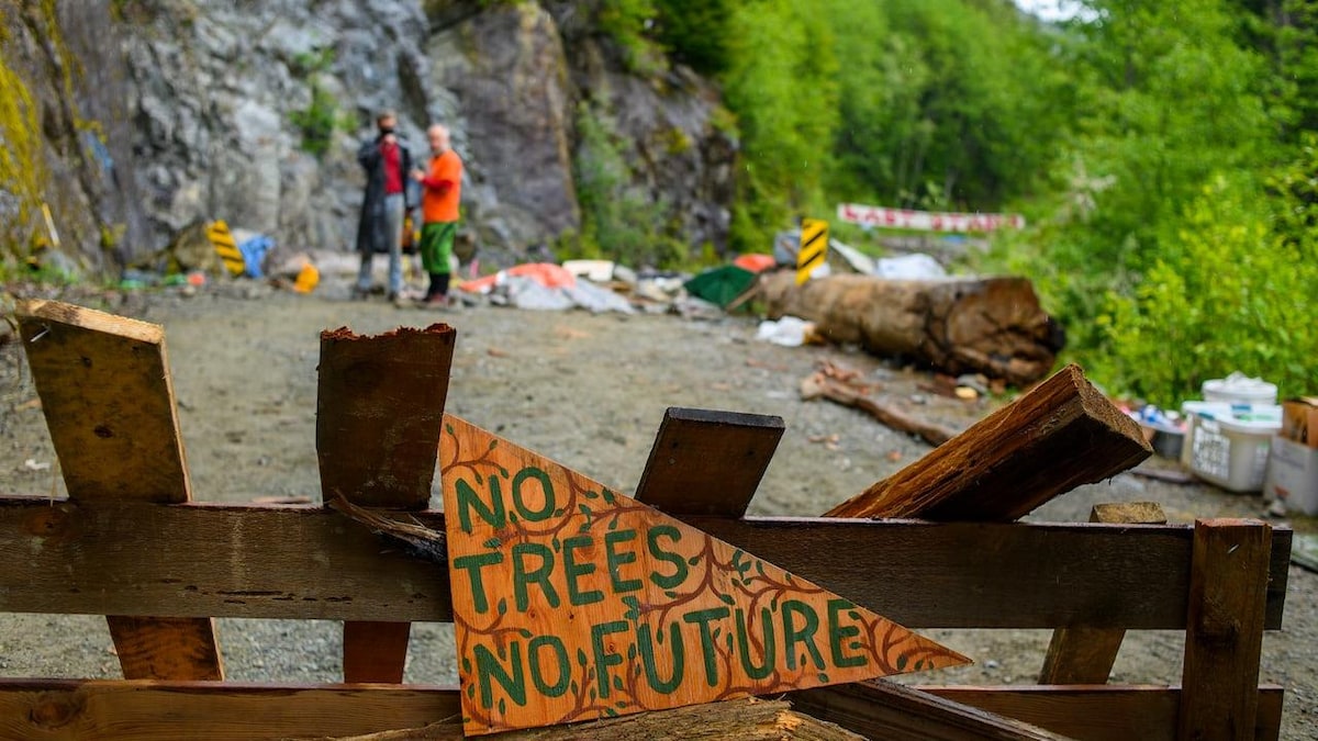« Pas d'arbres, pas de futur », est-il écrit sur un panneau de bois.