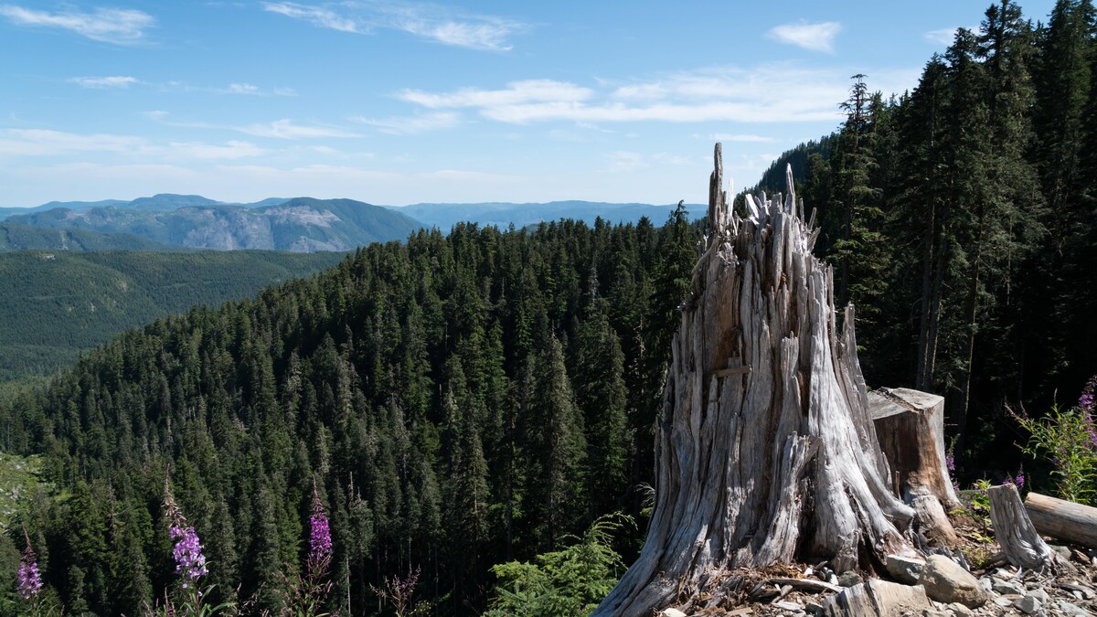 Un tronc d'arbre devant une forêt. 